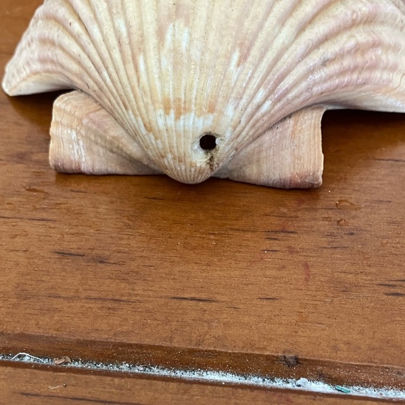 Shell - Picture 3 of 3